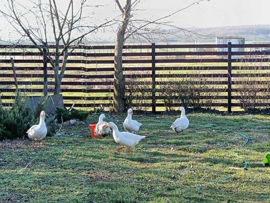 Гъсоци едногодишни или заменям за пуйка и пуяк