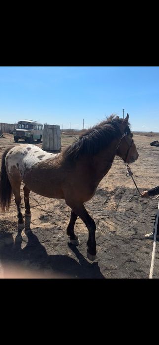 Айгыр 8 жасар сатыладе