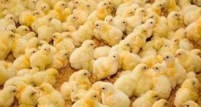 Buroler 308 jòja bor 1- kunlikdan  10 kunlik boa