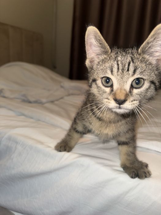 Котик, домашний, 2 месяца