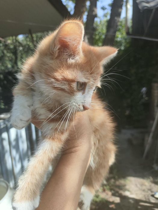 Отдам котят в хорошие руки