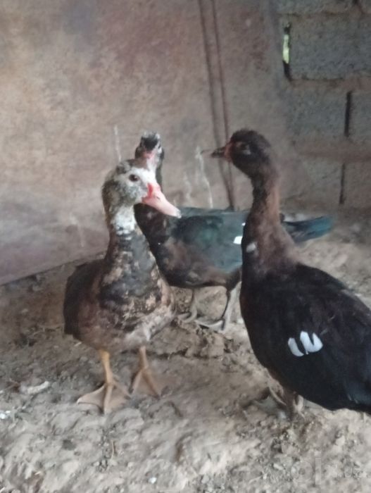 4–5 oylik o‘rdaklar sotiladi. Sog‘lom, yaxshi parvarish qilingan. Narx