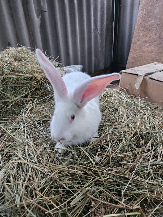 Продаются крольчата Фландер.