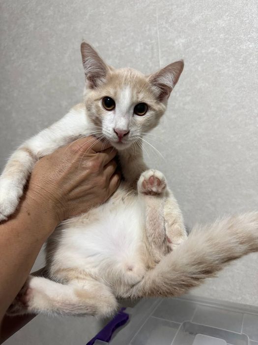 Котенок Персик 3 месяца, домашний