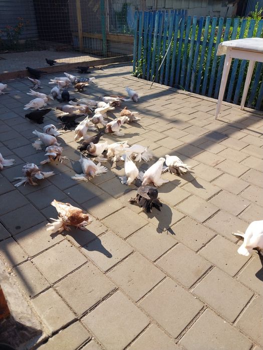 Продам голубей бойных