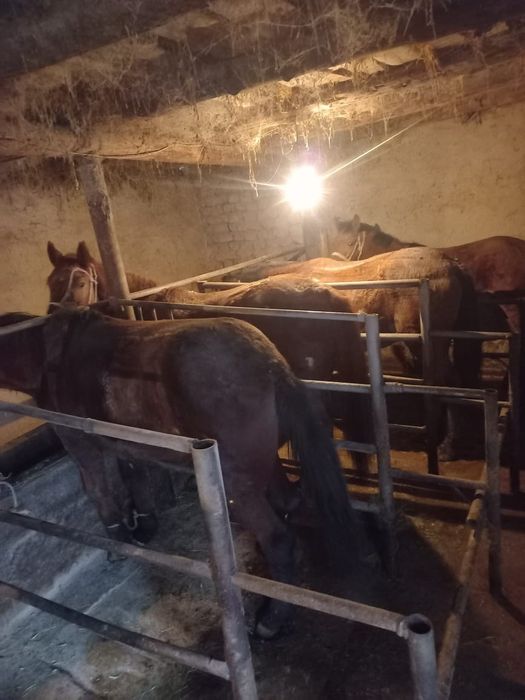 Соғым сатылады жас биелер