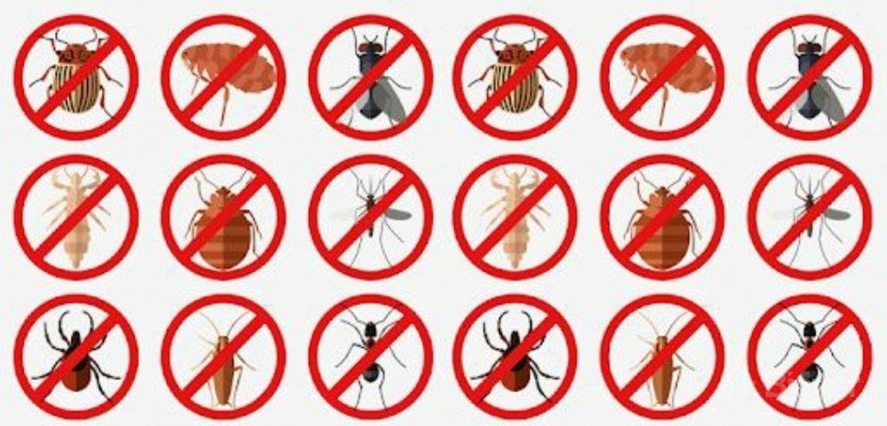 Дезинфекции от клоп и тараканов