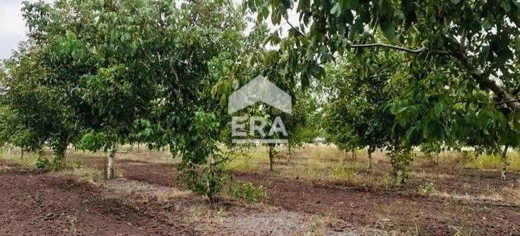 Овощна орехова градина