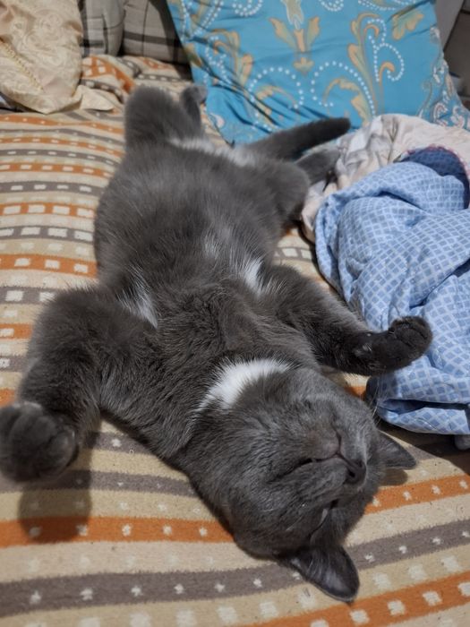 Отдам хороший руки кот