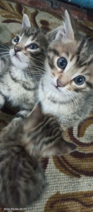 Отдам котят 4 штуки
