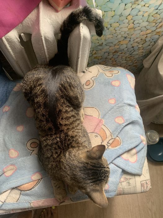 Отдам кота в хорошие руки
