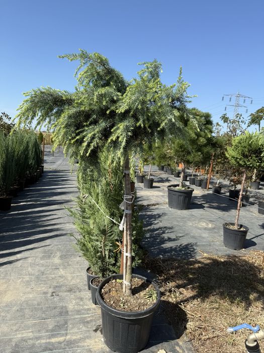 Plante pentru exterior