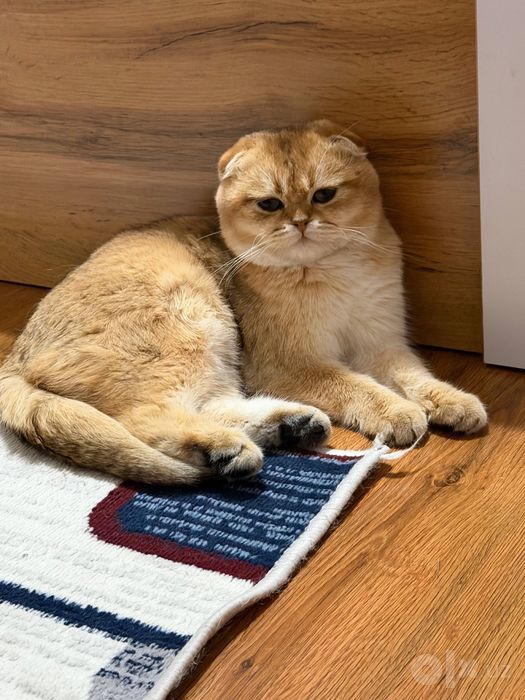 Кот на вязку британец