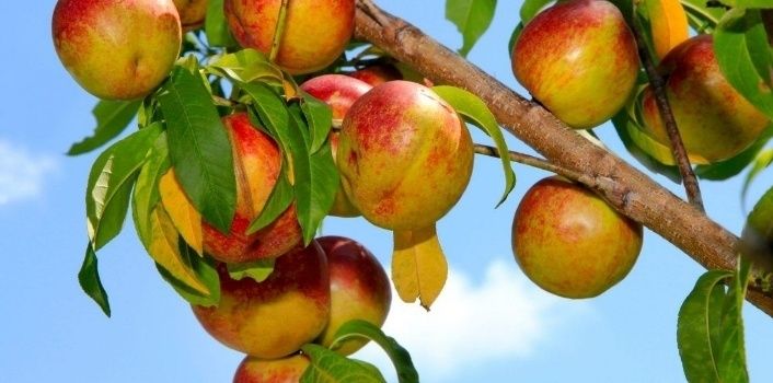 Pomi Fructiferi Străvechi Glia Strămoșească (Soiuri De Nectarin )