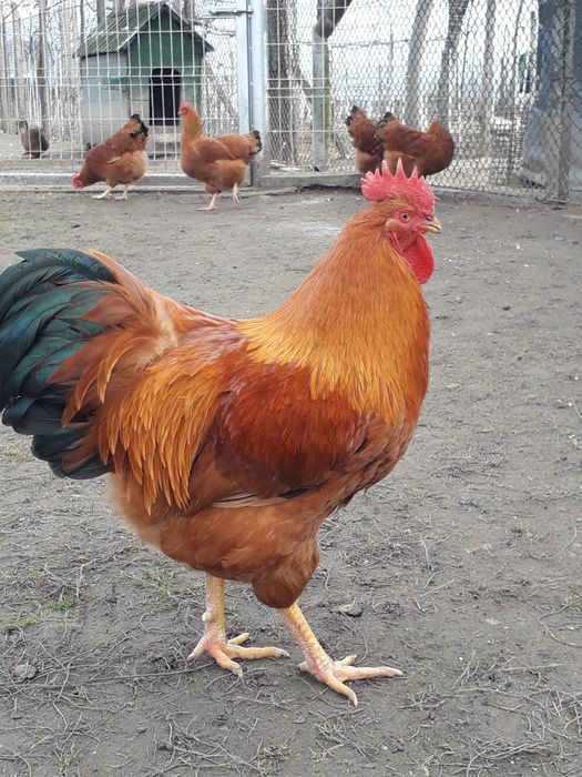 Vând găini și cocoși
