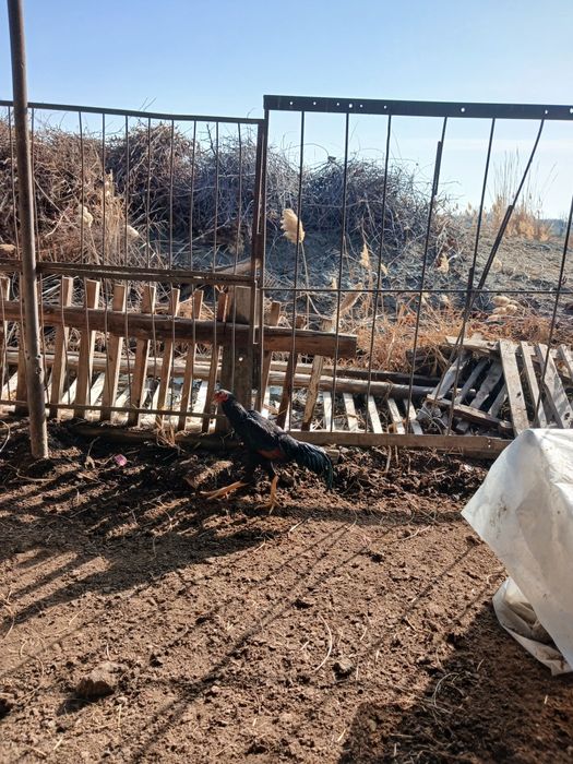 Kulangi xòroz sotiladi