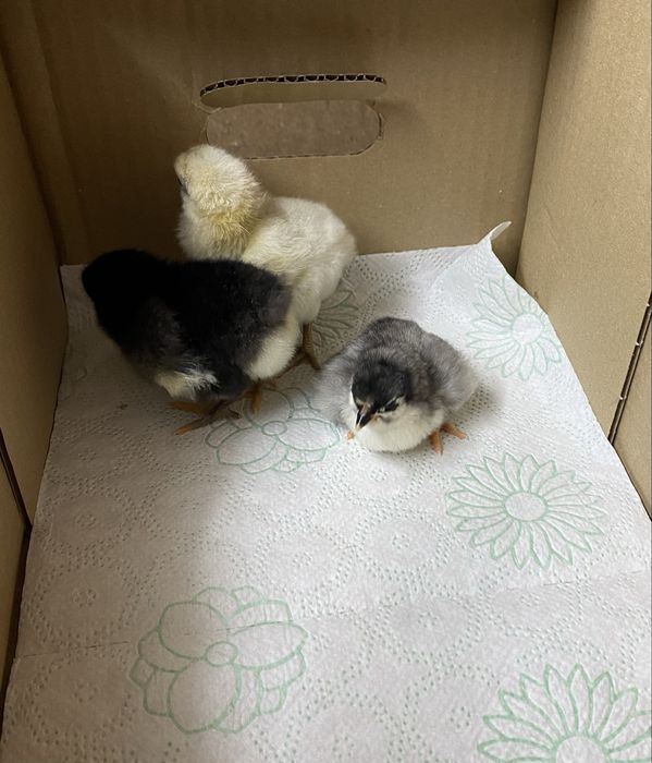 Pui australorp de 1 zi si 7 zile si araucana