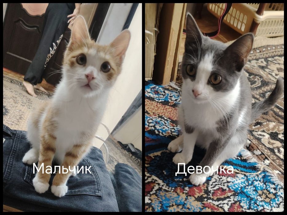 Кошки в хорошие руки