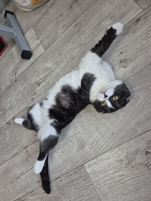 Вязка опытного кота