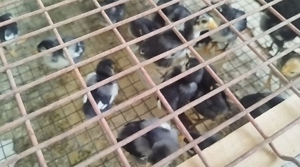 Qora Shaxzoda xõroz jõja va tuxumlari