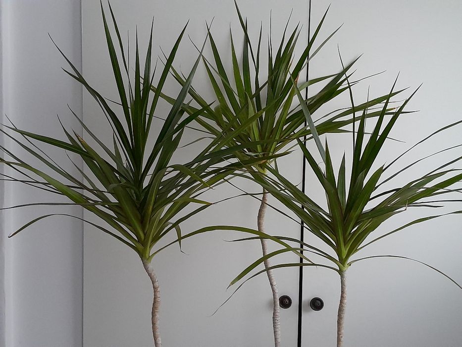 Dracena 1,70 m, planta ornamentala