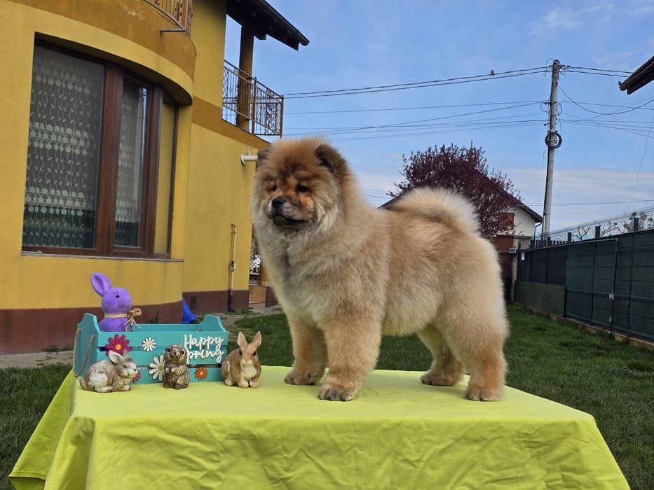 Pui Chow-Chow cu pedigree din Campion Mondial