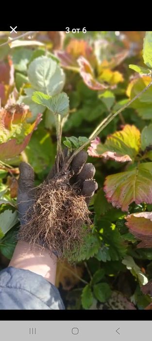 Продавам расад ягоди и малини