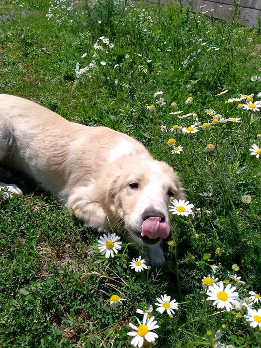 Отдам щенка подростка. Девочка.