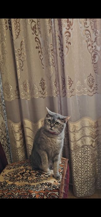 Помогите,  Пропала  моя кошка