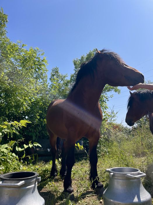 Vând mânzi de 2 ani sau schimb pe vaci sau oi