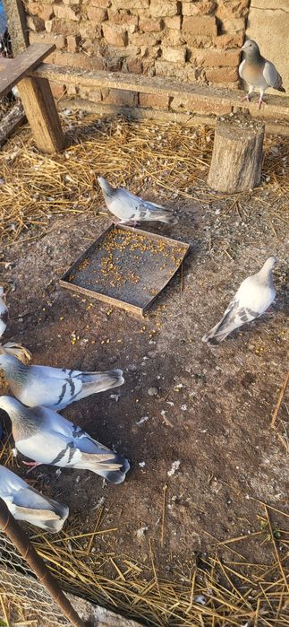 Ciocarlii de cobur kingi