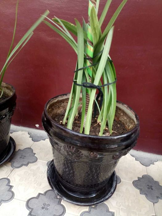 Ommaviy striptiz va jinsiy aloqa porno video