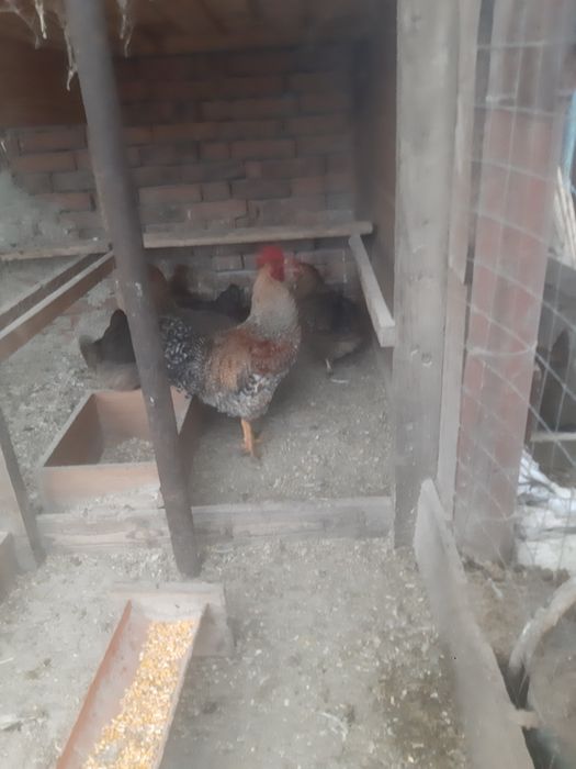 De vânzare o familie de Bigfelder