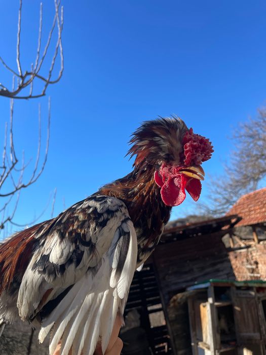 Струмски стандарт,бантам и копринки
