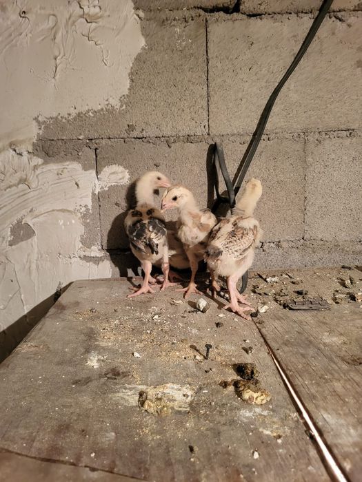 Сатамын дакан шожелер 5000