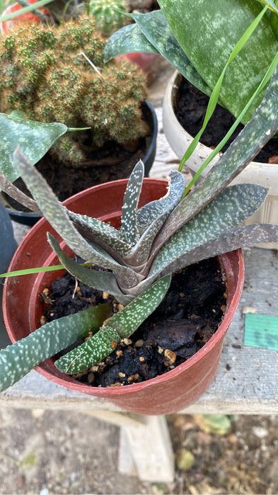 кактусы разные по 500 тенге