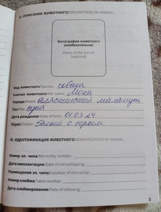 Аляскинский маламут