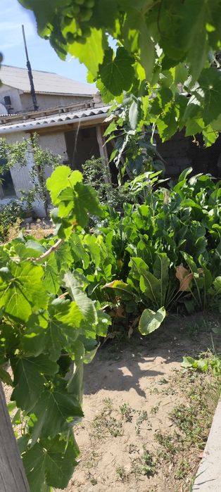 Продам листья хрена для засолки