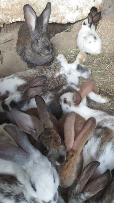 Зайци кръстоска с великан