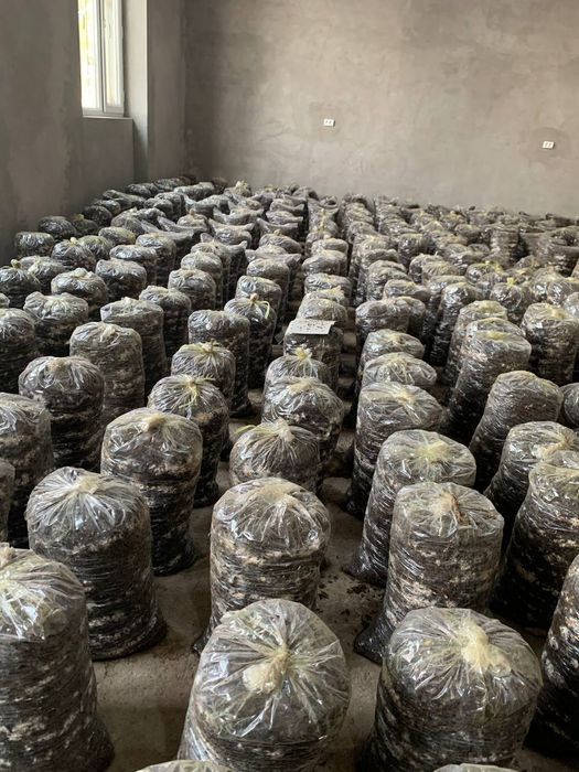 Сажаем грибы вешенки