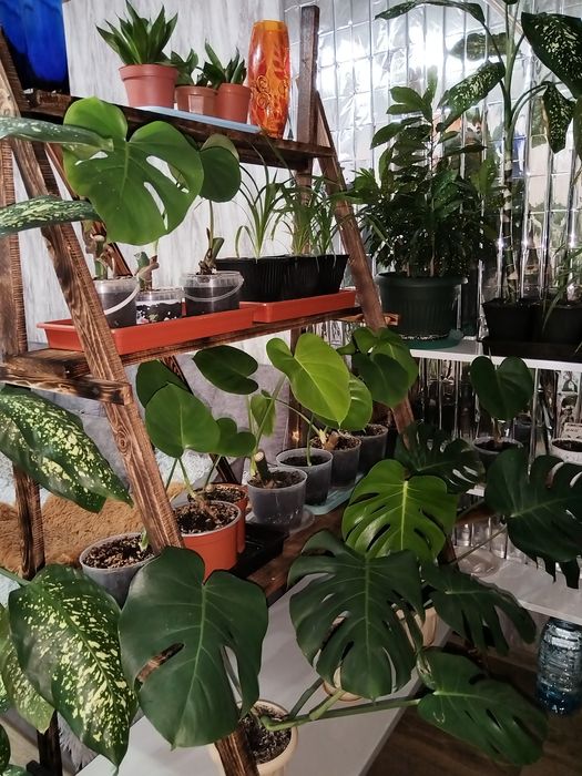 Комнатные растения