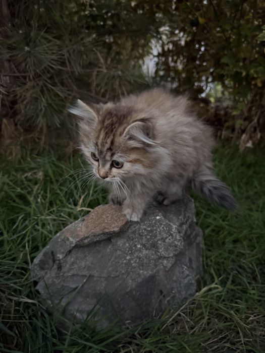 Отдам Котят в добрые руки