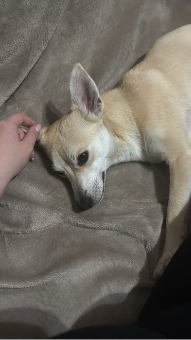 Булочка ищею любящую семью