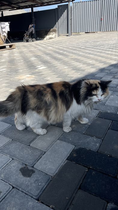 Отдам даром кошку