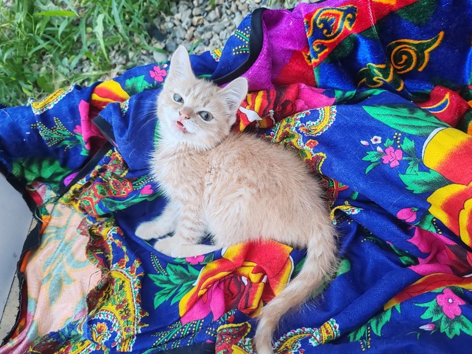 Подарите шанс котенку