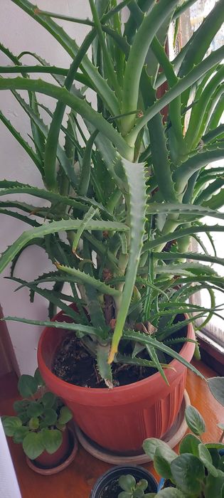 Алое   и   комнатные    цветы