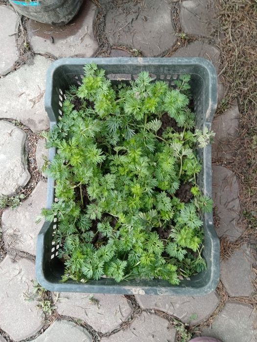 Многолетник Левкой