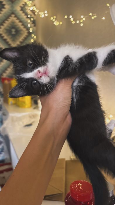 Малышки котята, мальчик и девочка
