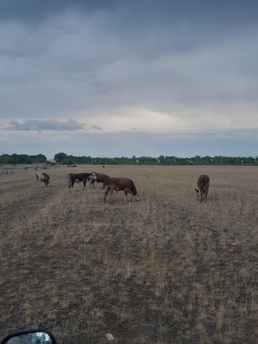 Продам бука 6 голово