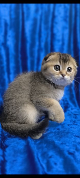 Котята Британская короткошерстная